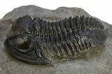 Detailed Gerastos Trilobite Fossil - Morocco #312808-3